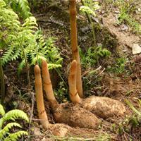 昭通天麻市場2017年4月份天麻平均價格 - 今日頭條(www.toutiao.com)