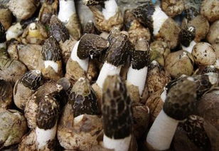 種植天麻的樹木俗稱 菌柴 上面長(zhǎng)的蘑菇能吃么