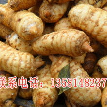 宜昌戈廠天麻專業合作社