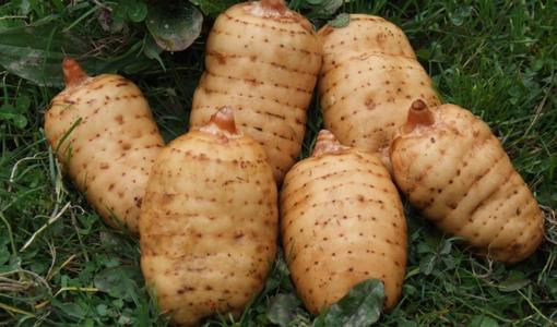 新鮮天麻哪里產(chǎn)